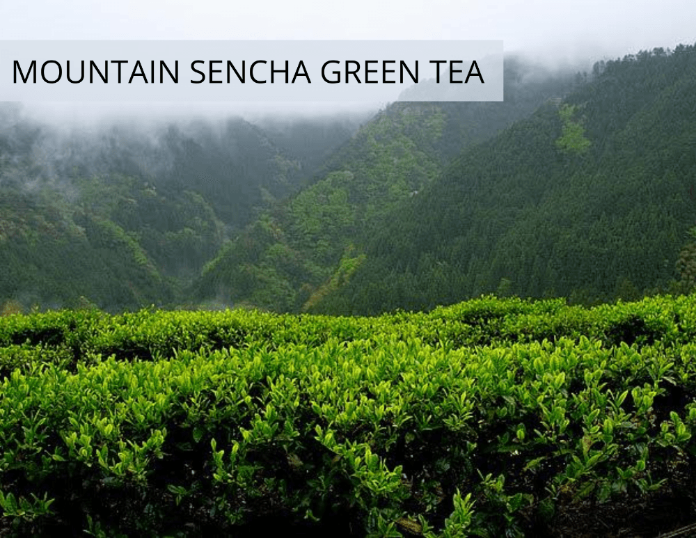 Mountain Sencha Green Tea from Kokoro Care Packages