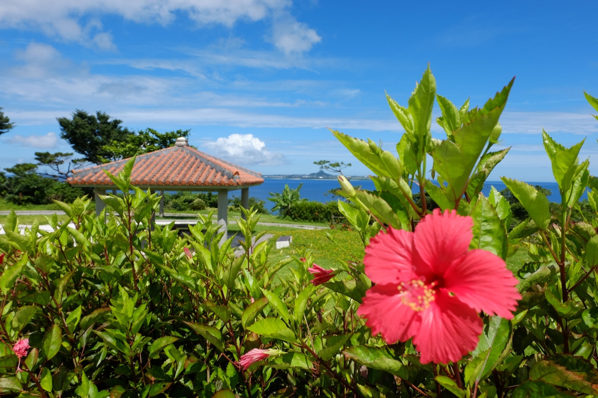 Best Okinawan Teas: A Guide to Traditional Teas from Japan’s Tropical Islands