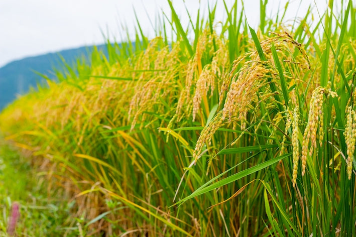 More Than a Side Dish: A Brief Look at Rice in Japan