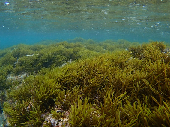 Seaweed: Japan's Underwater Superfood