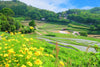 Rural Retreats: Exploring Farmstays in Japan