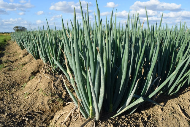 Negi: Is it a spring onion, green onion, scallion or leek?