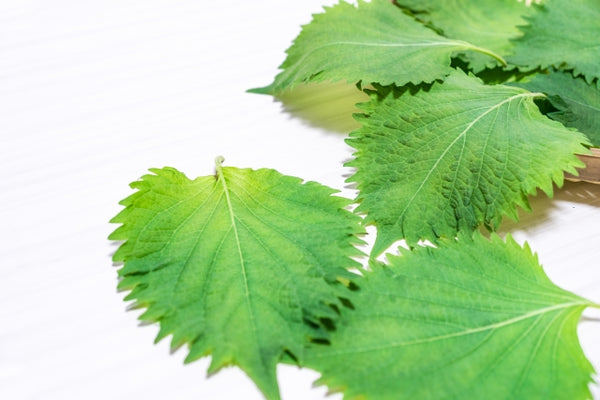 Shiso: Japanese Perilla Leaf - What It Is, How It'S Used And Where To -  Kokoro Care Packages