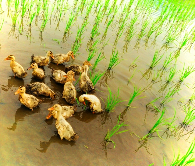 Rice Farming with Ducks: The Art of Aigamo in Japan