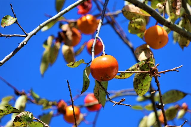 Fuyu vs. Hachiya Persimmons