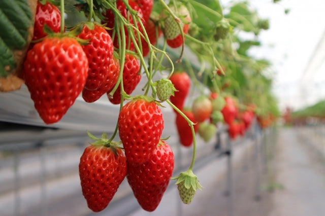 A Guide to Strawberry Picking in Japan