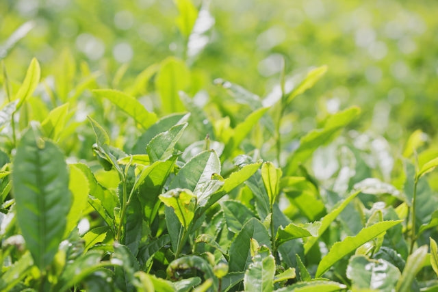 Sayama-cha: A Rare Regional Green Tea