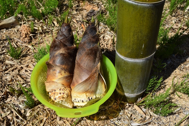 Bamboo Shoots in Japanese Cooking: Takenoko vs. Menma