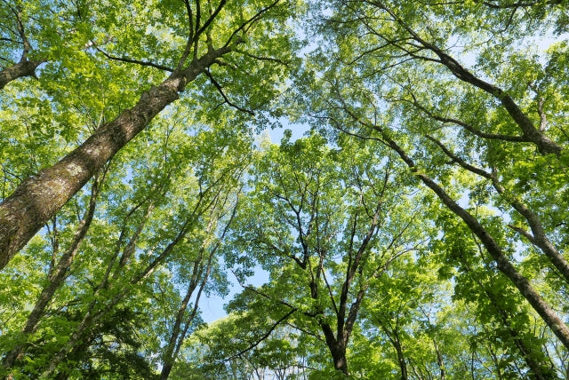 Forest Bathing: Calm Your Senses, Japan Style