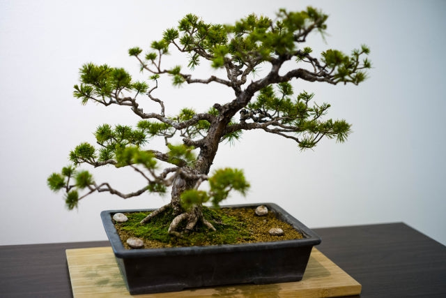 Bonsai: A Living Tradition in Japanese Culture