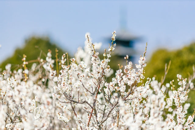 The Seasonal Flowers of Japan