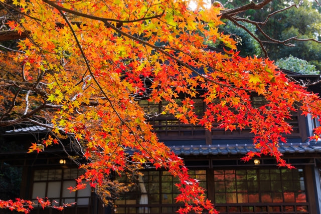 Momiji Manju: A Taste of Japanese Autumn