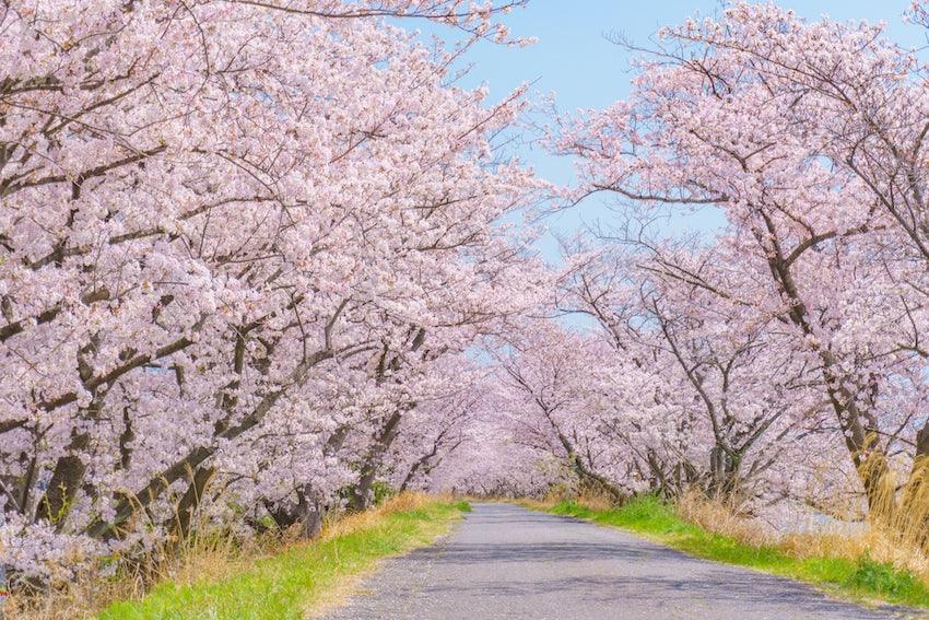 Ohanami: The Transient Beauty of Cherry Blossoms