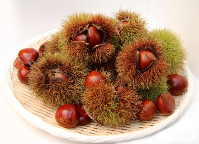 Japanese Chestnuts: Kuri or Maron?