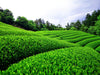 The Wonderful World of Japanese Green Teas