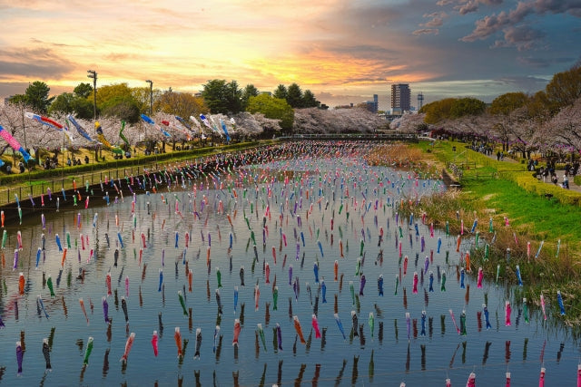 Koinobori (carp banners) flying over a river at sunset with trees blossoming on the riverbanks.