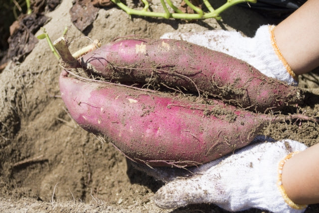 Sweet Potato Varieties of Japan