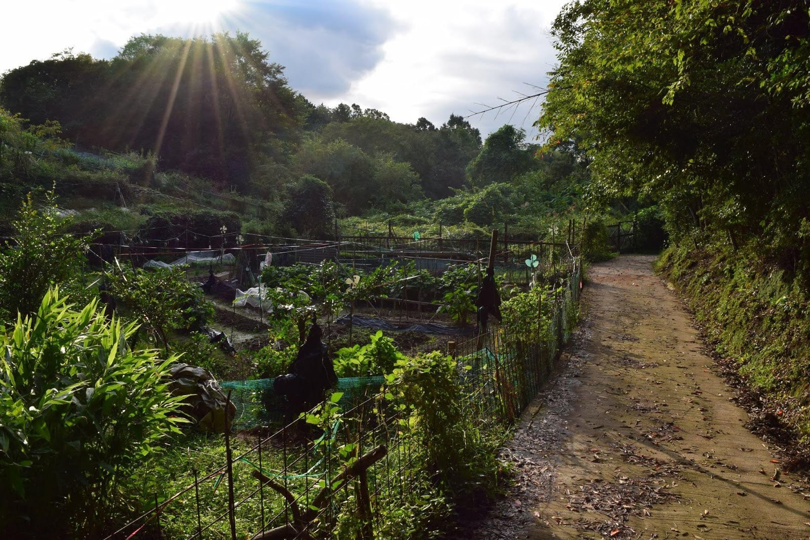 Japan's Disappearing Countryside: Inakunaru Inaka