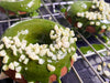 RECIPE: Mochi Donuts with Matcha Glaze