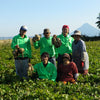 Pure Amendoro Beni Haruka (Sweet Potato Honey) (Vegan)