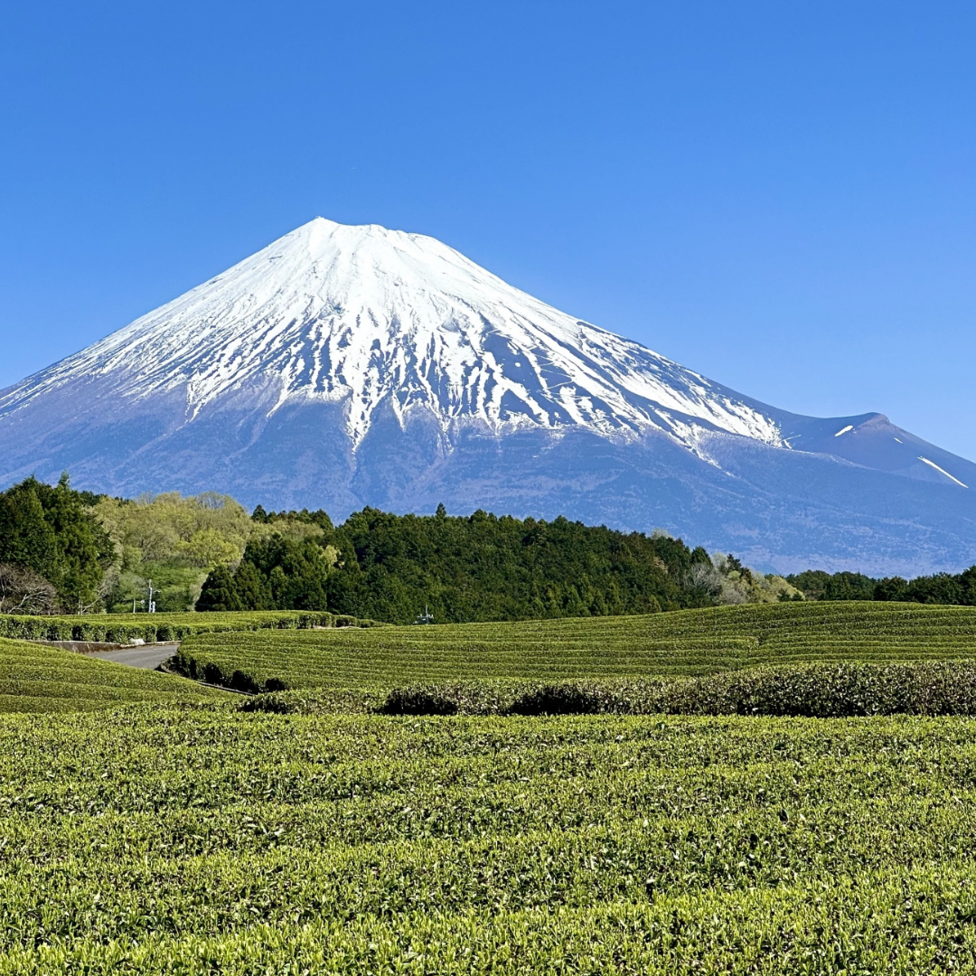 Organic Matcha Powder Shizuoka