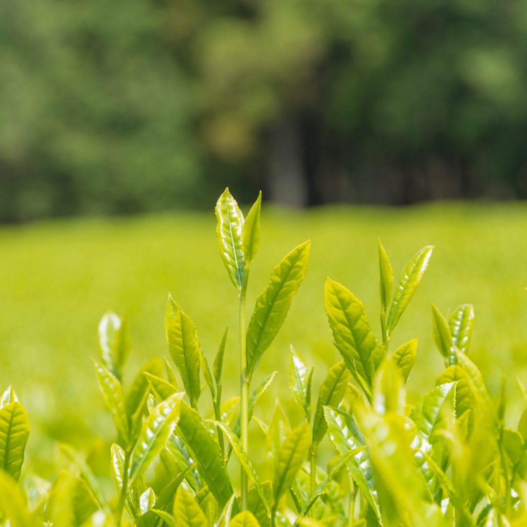 Organic Matcha Powder Shizuoka