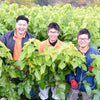 MULBERRY TEA (桑茶)