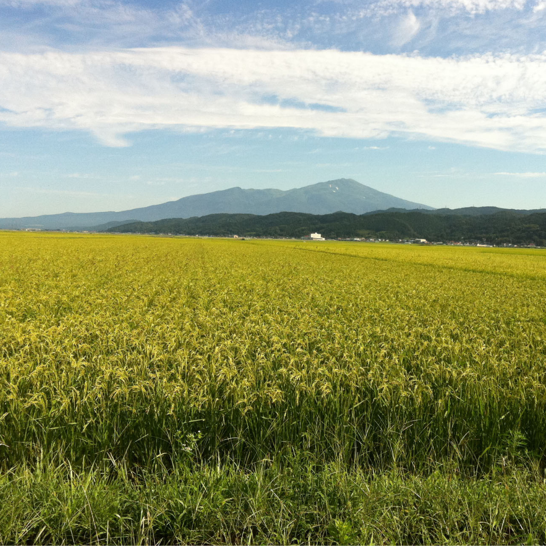 Brown Rice Yomogi (Mugwort) Mochi (Japanese Rice Cake)