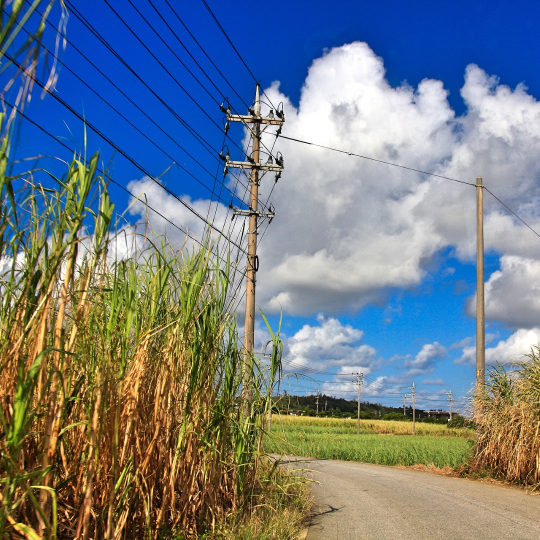 Kokuto (Okinawa Black Sugar)