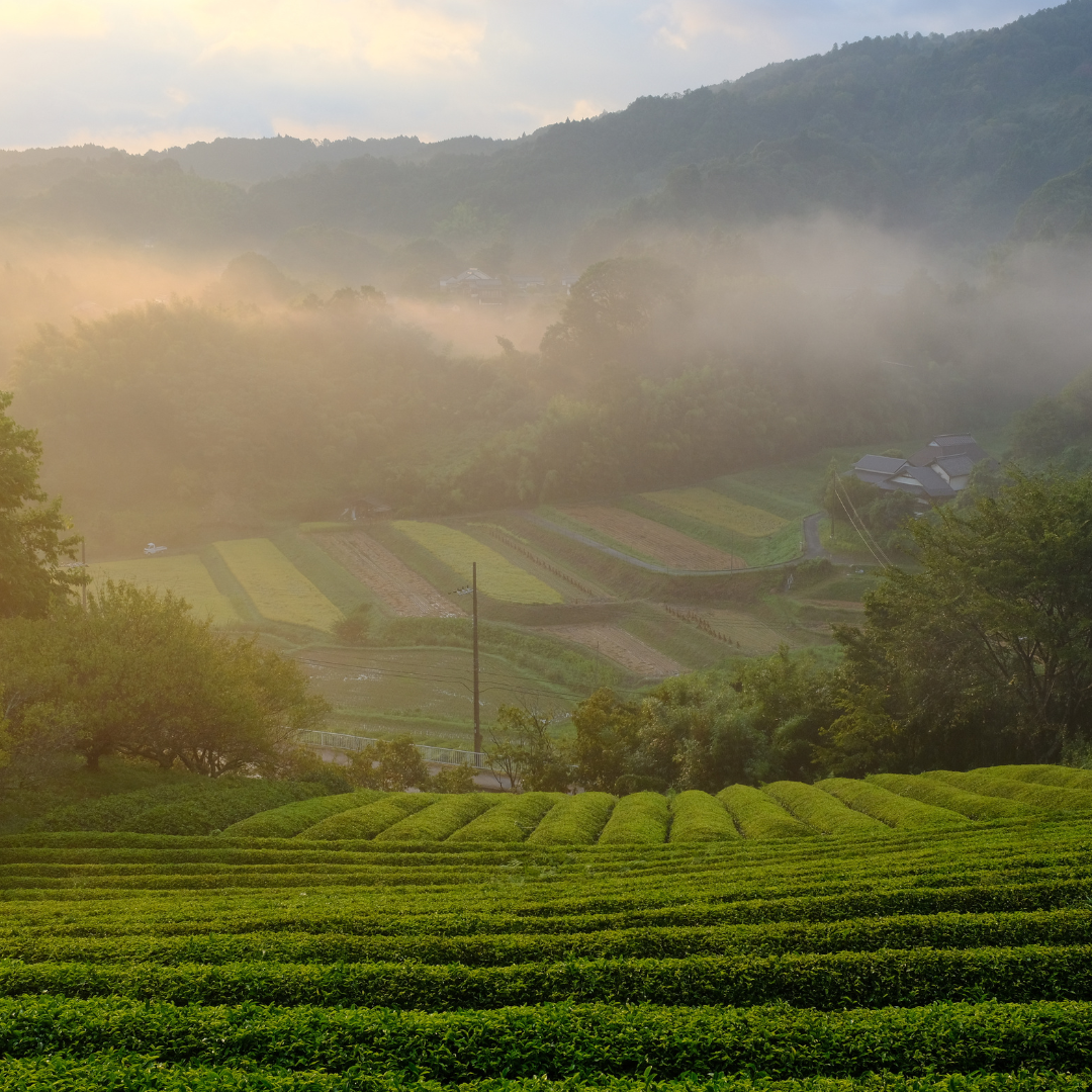 Sencha Green Tea (Naturally Farmed)
