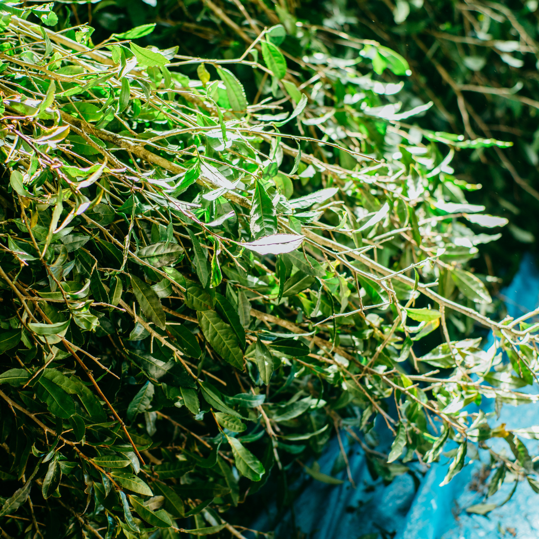Sencha Green Tea (Naturally Farmed)