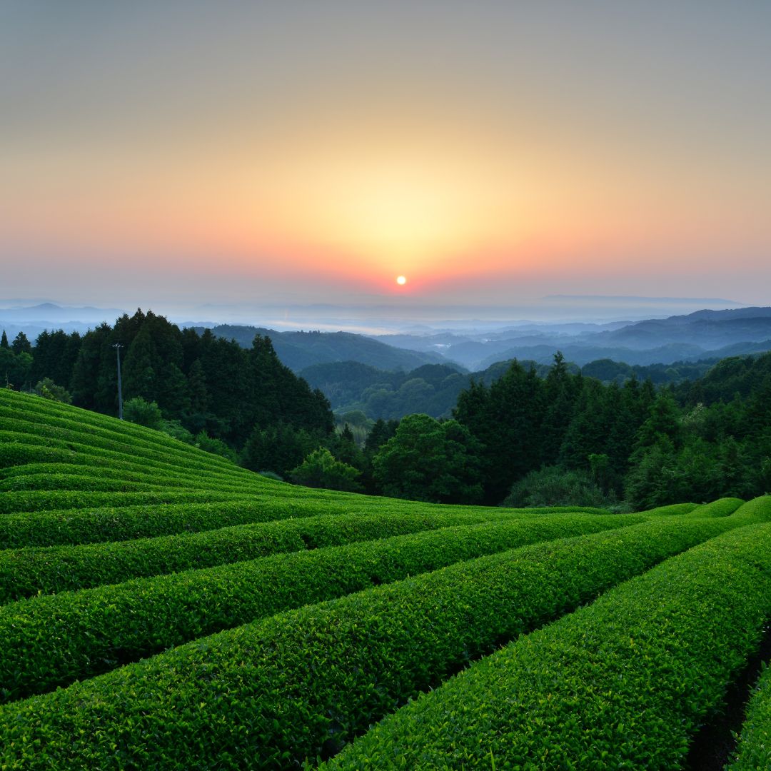 SENCHA (NATURALLY FARMED)