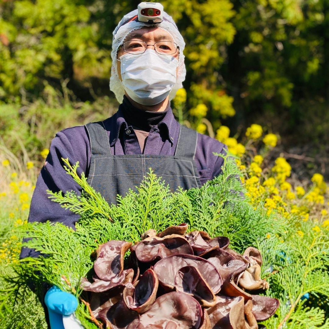 DRIED KIKURAGE (WOOD EAR MUSHROOMS) (乾燥きくらげ)