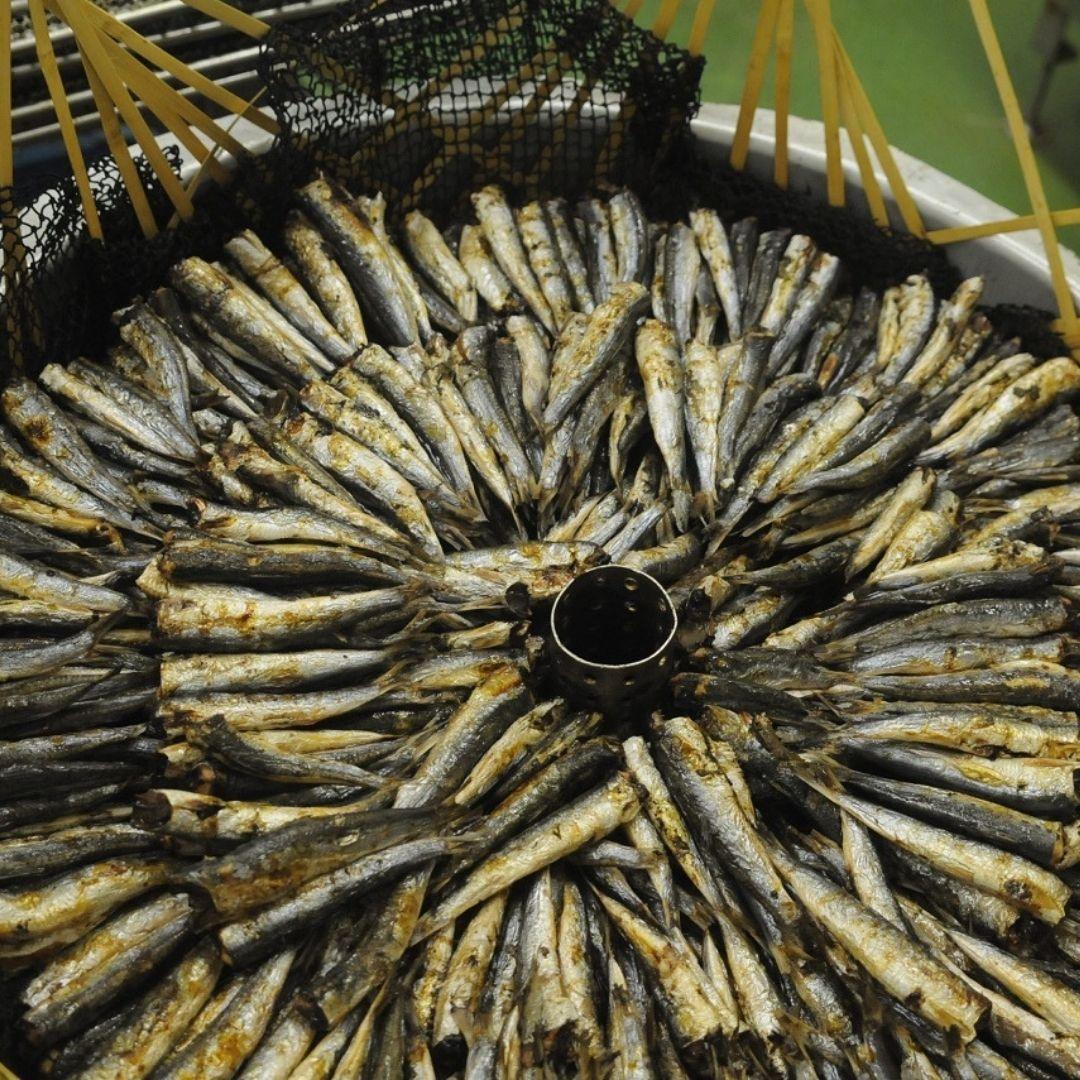 Sansho Teriyaki Sardine Jerky Kokoro Care Packages