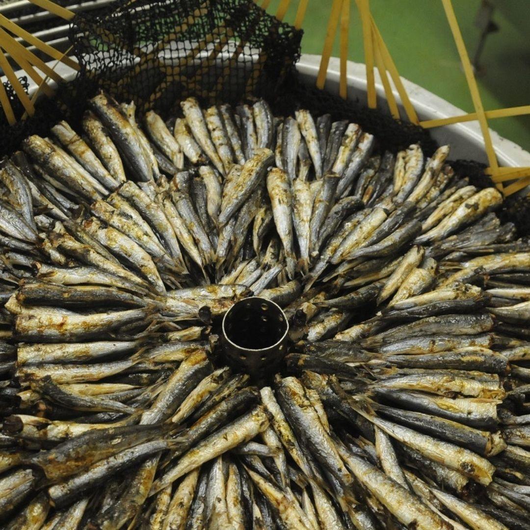 BLACK PEPPER TERIYAKI SANMA (SAURY) JERKY (テリヤキ フィッシュ ジャーキー さんま)