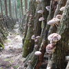 SHIITAKE FURIKAKE (SEASONING)