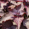 Red Shiso Furikake (Seasoning) With Ume (Japanese Plum) Vinegar