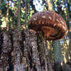 SHIITAKE FURIKAKE (SEASONING)