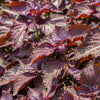 RED SHISO SYRUP