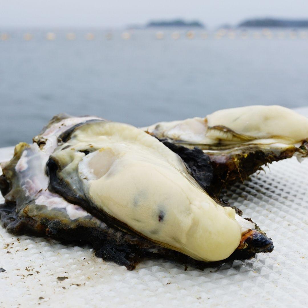 KESENNUMA BAY OYSTER SAUCE (気仙沼完熟牡蠣のオイスターソース)