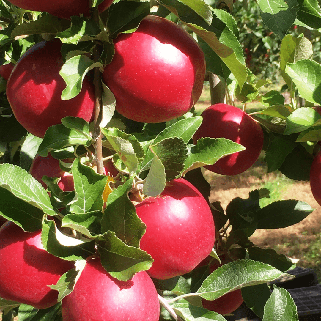 JAPANESE CURRY ROUX FEATURING APPLES FROM AOMORI PREFECTURE (風丸農場のカレー・ルウ 約7皿分)