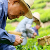 MOUNTAIN SENCHA GREEN TEA (りぐり茶 煎茶) (Certified Organic)