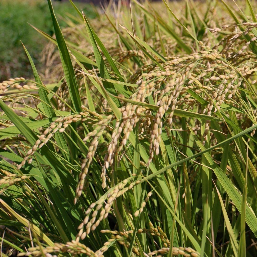 Single Rice Plant