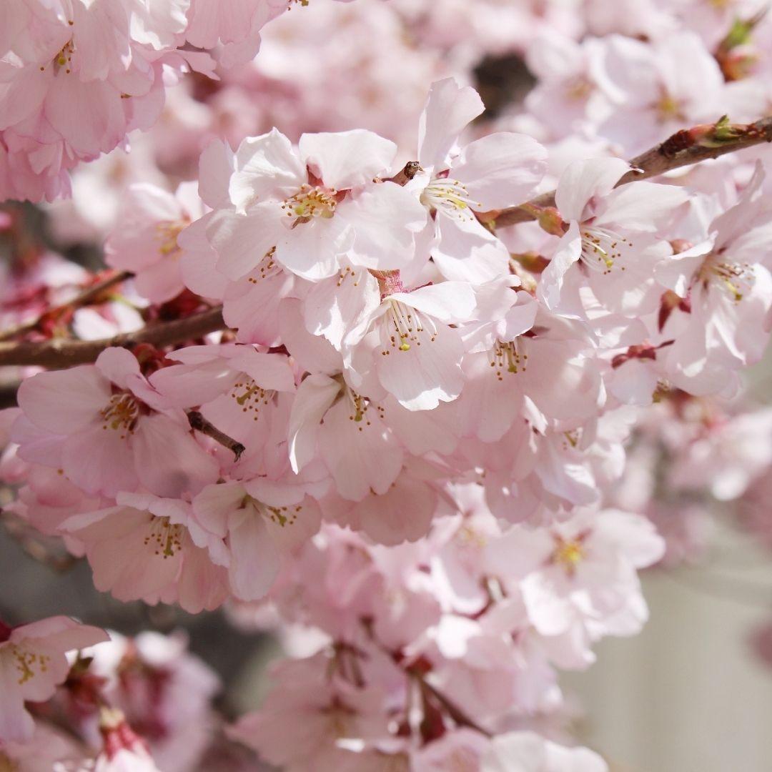 SAKURA HOUJICHA (桜ほうじ茶)