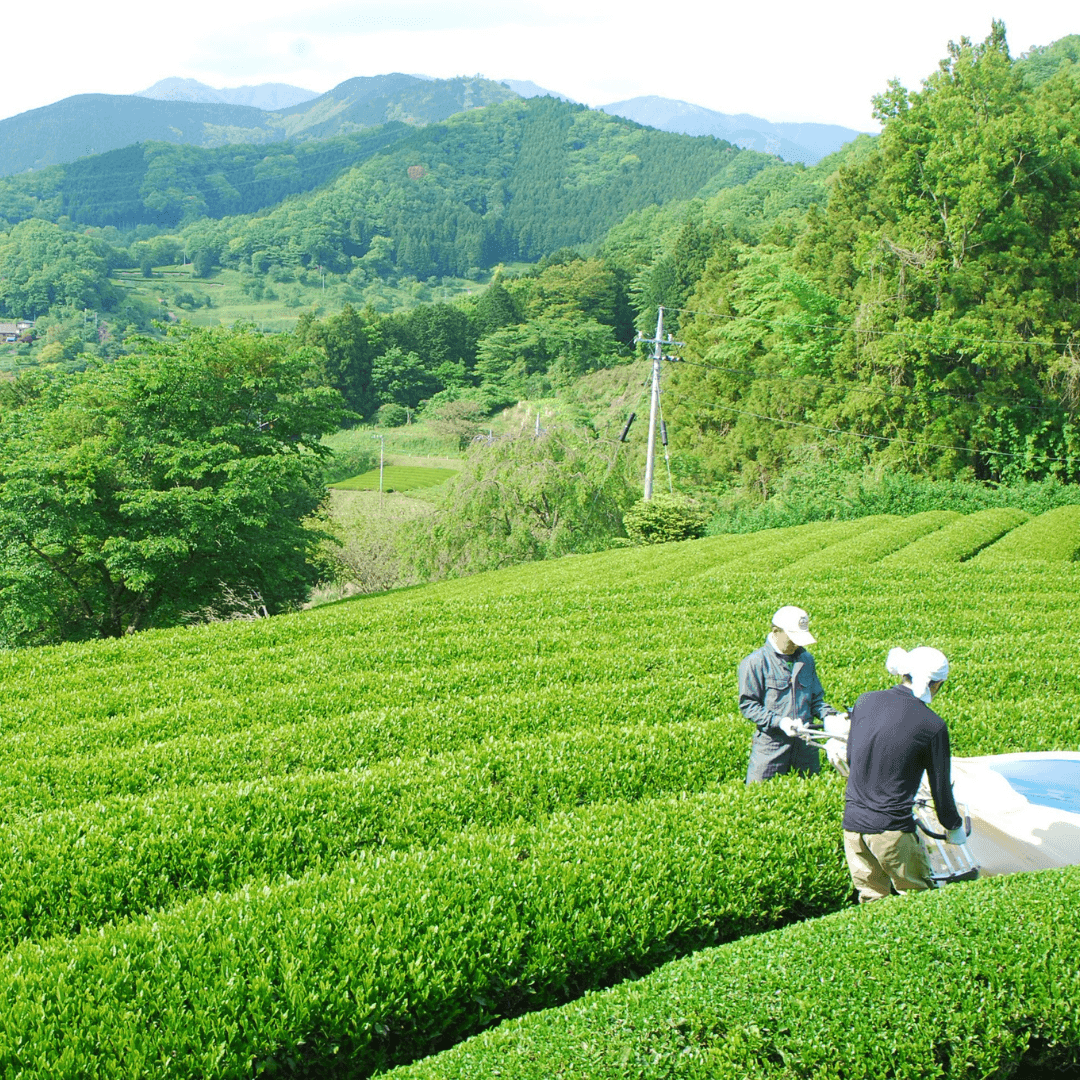 LUXURY MATCHA SOBA (ぜいたく茶そば)